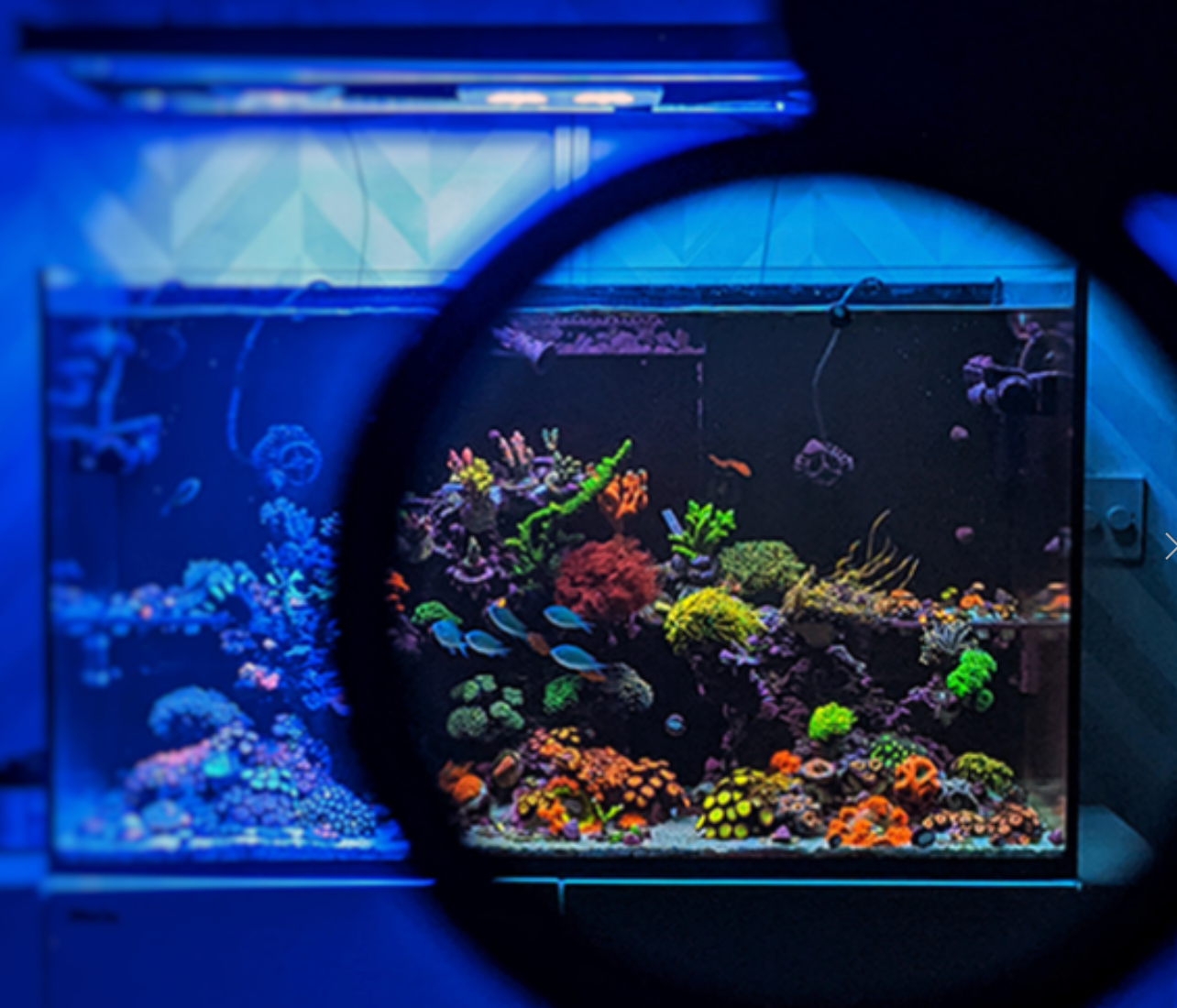 D-D Coral Colour Lens XL