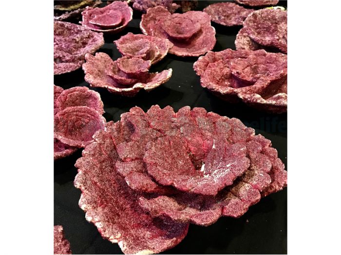 Real Reef Rock - Plate Corals (10 Stk.)